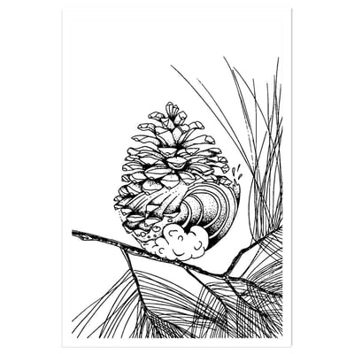 Poster pigne des landes HEXOA
