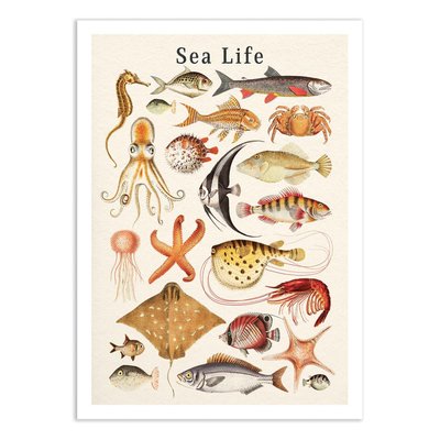 Affiche d’art et cadre noir 30 x 40 cm - Sea life collection - Gal Design WALL EDITIONS