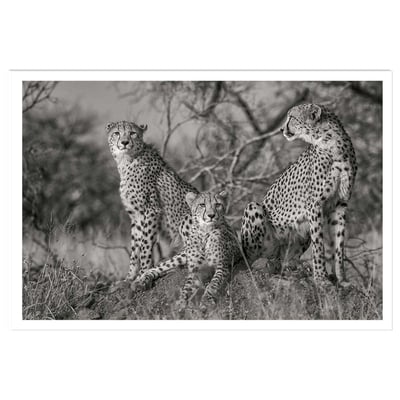 Affiche animaux 3 petits chats HEXOA