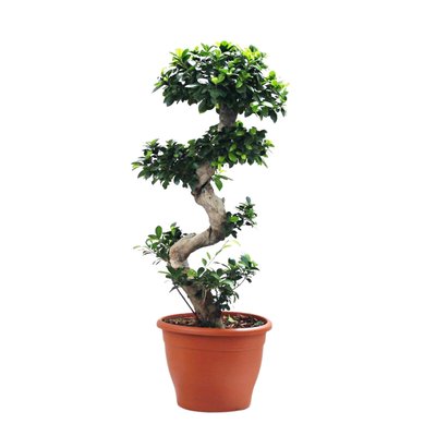 Planta Bonsai ficus ginseng, BIOMA BIOMA PLANTS