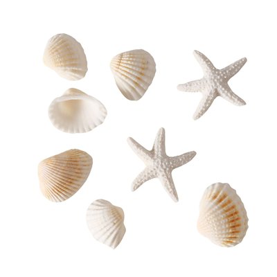 Coquillages décoratifs blancs 100g WADIGA