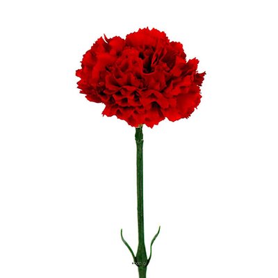 Oeillet artificiel H 55 cm superbe tête tissu ARTIFICIELLES