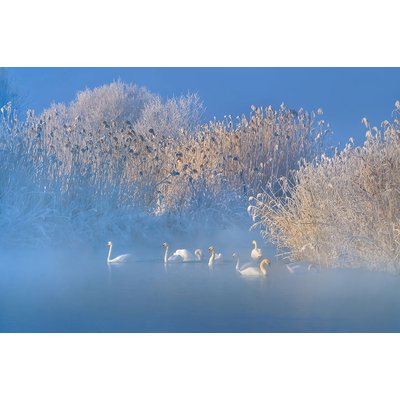 Tableau cygnes dans le givre matinal HEXOA