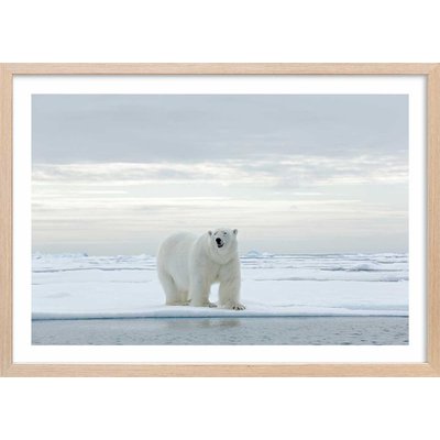 Affiche ours blanc sur la banquise HEXOA