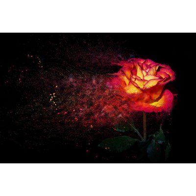 Tableau Mural Rose Illuminée CHARME ROMANTIQUE CEANOTHE