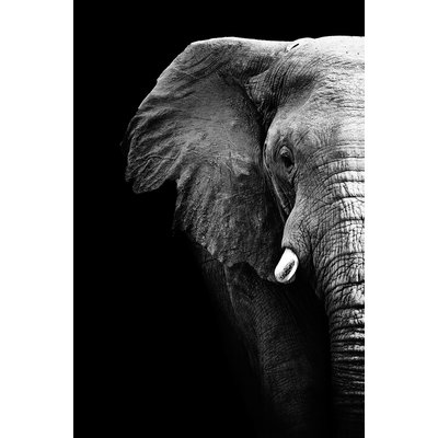 Tableau photo éléphant HEXOA