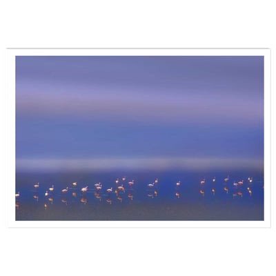 Affiche Flamants Tôt le matin HEXOA