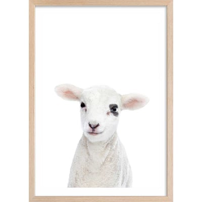 Affiche enfant bébé agneau HEXOA