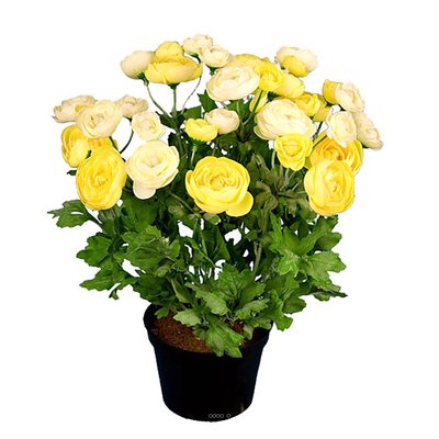 Renoncule factice en pot H28cm 32 fleurs arti ARTIFICIELLES