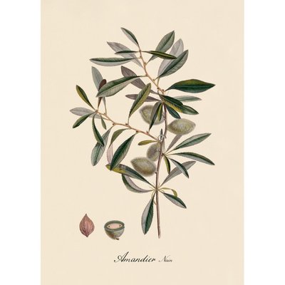 Affiche ancienne  Amandier THE DYBDAHL CO