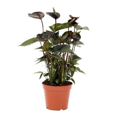 Planta Antúrio negro, BIOMA BIOMA PLANTS