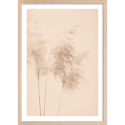Affiche  des champs sauvages HEXOA