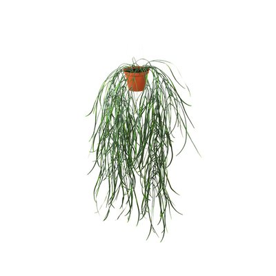 Hoya linearis artificielle en pot H 70 cm trè ARTIFICIELLES