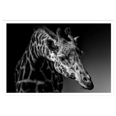 Affiche animaux girafe discrète HEXOA
