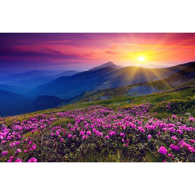 Tableau champ de fleurs HEXOA