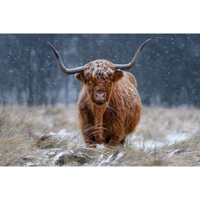 Tableau Vache Highland HEXOA