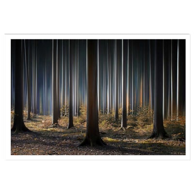 Affiche paysage forêt fantastique HEXOA