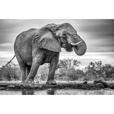 Tableau animaux standing proud HEXOA