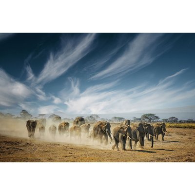 Tableau animaux elephant family HEXOA