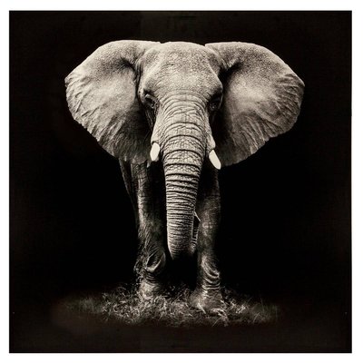 Toile imprimée ÉLÉPHANT ATMOSPHERA