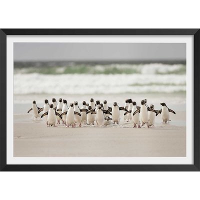 Affiche animaux pingouins HEXOA
