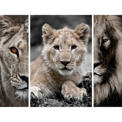 Triptyque sur toile famille de lions 125x97 cm CEANOTHE