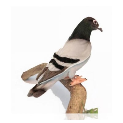 Pigeon Voyageur 20cm - ANIMA HANSA