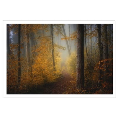 Affiche l'arbre et l'automne rouge HEXOA