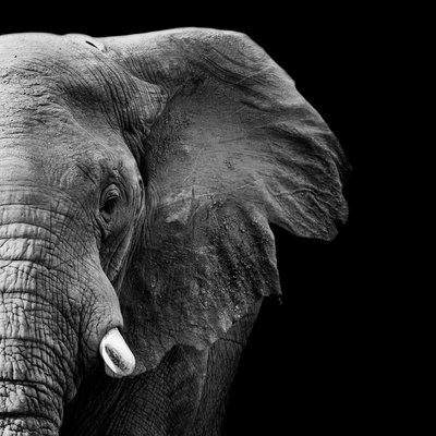 Tableau Mural Mi-éléphant ANIMAUX CEANOTHE