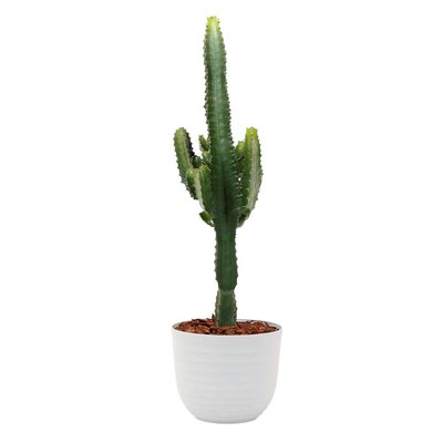 Planta Euphorbia acrurensis + vaso havana waves, da BIOMA BIOMA PLANTS