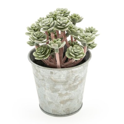 13cm Artificial Sedum Succulent in Tin Pot SO'HOME