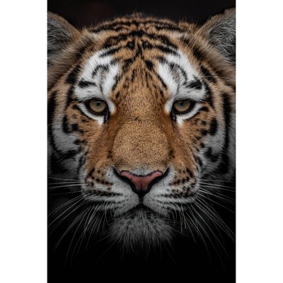 Tableau Sur Toile Portrait D'un Tigre ANIMAUX CEANOTHE