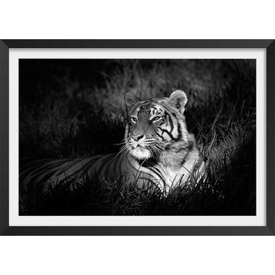 Affiche tigre assoupi dans son rayon de lumière HEXOA