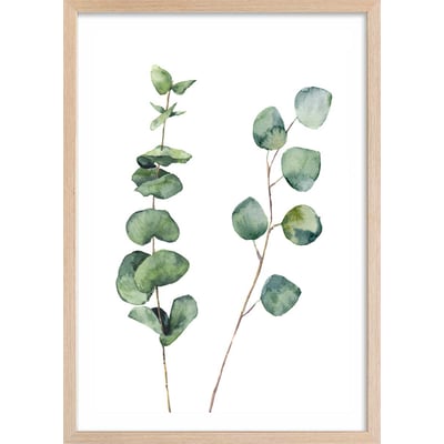 Affiche nature aquarelle feuille d' eucalyptus HEXOA