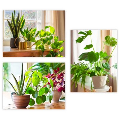 Set de 3 tableaux décoratifs photos plantes 30x1.5x40cm WADIGA