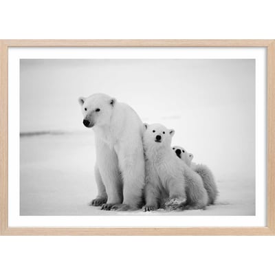 Affiche animaux family polar bear HEXOA