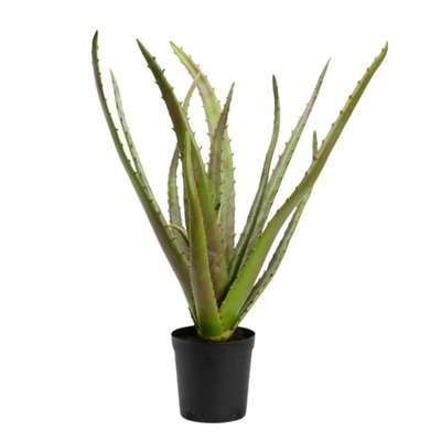 Cactus Aloe Vera Verox H80 cm AMADEUS