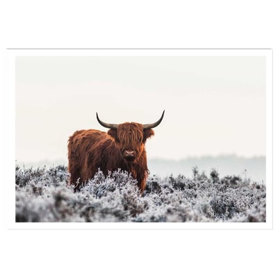 Poster highland sous la neige HEXOA