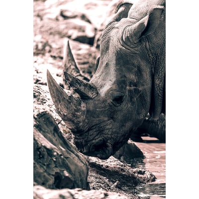 Tableau rhinoceros hommage à sudan.. HEXOA