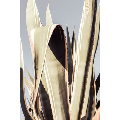Tableau cactus mexicain HEXOA