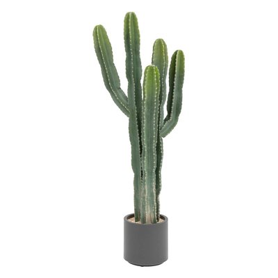 Cactus EXOTIC PANAMA ATMOSPHERA