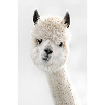 Tableau animaux lama laine HEXOA