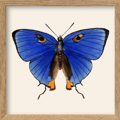 Tableau papillon cadre bois THE DYBDAHL CO