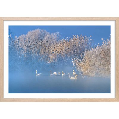 Affiche cygnes dans le givre matinal HEXOA