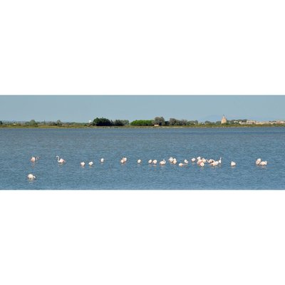 Tableau Mural Flamant Rose Camarguais GRANDS ESPACES CEANOTHE