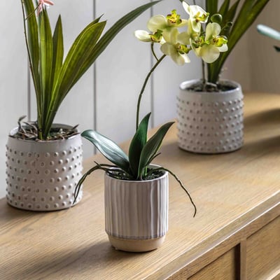 32cm Orchid in Ribbed White Ceramic Pot ÉDITÉ