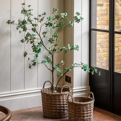 5ft Potted Rhodoleia Tree SO'HOME
