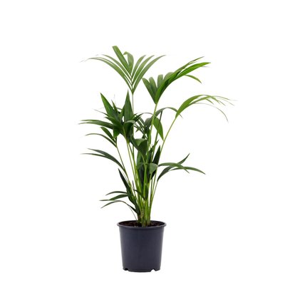 Planta Palmeira kentia, BIOMA BIOMA PLANTS