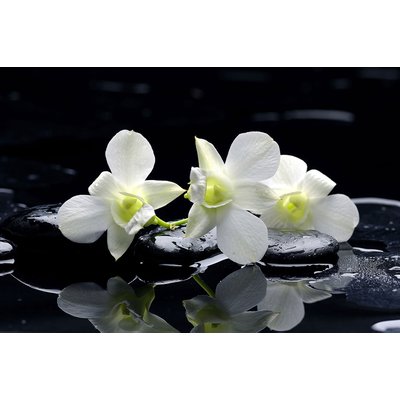 Tableau zen deco design orchidée blanche HEXOA