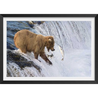 Affiche un ours pêche sur le bord HEXOA